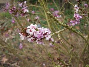 Daphne mezereum_01.JPG